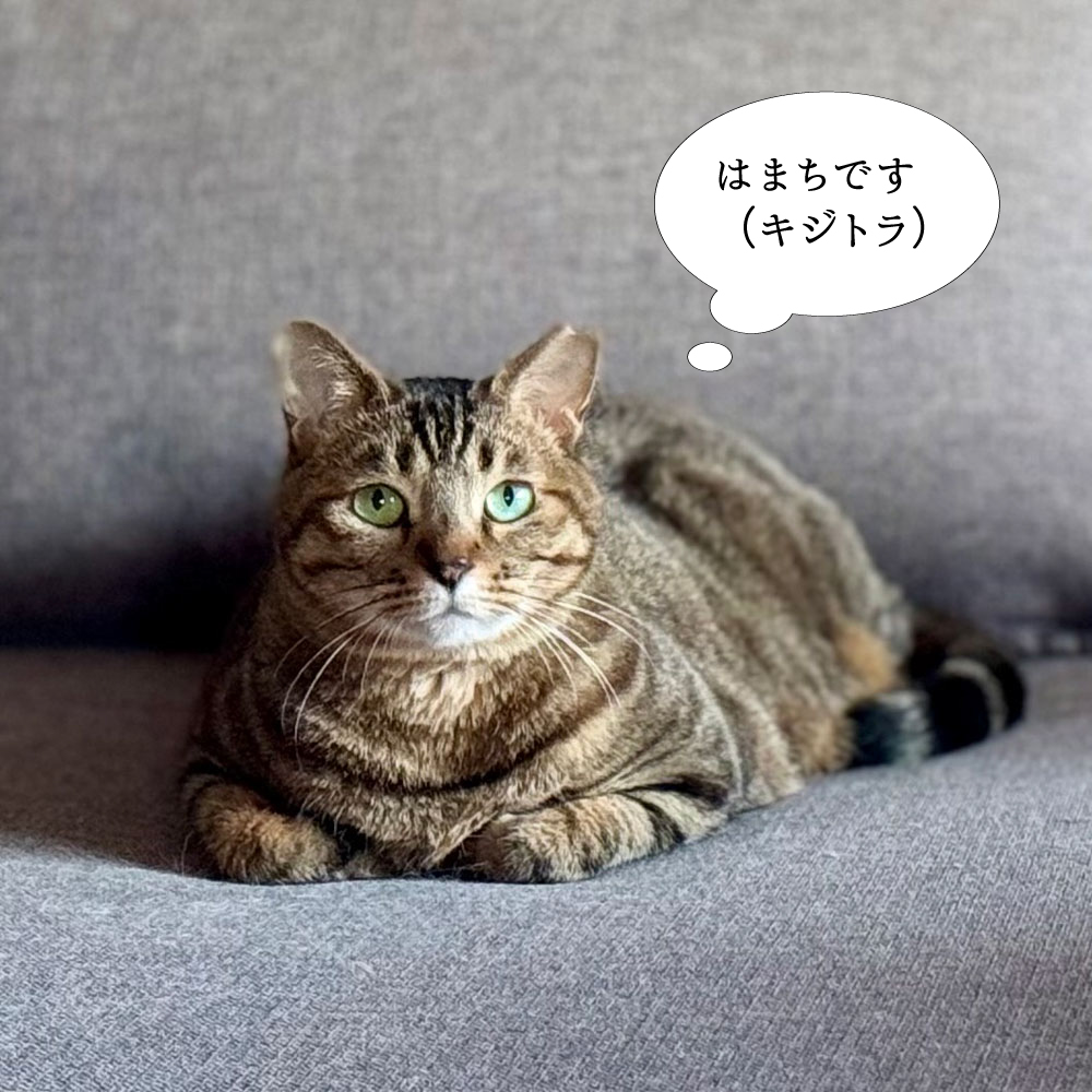 保護猫